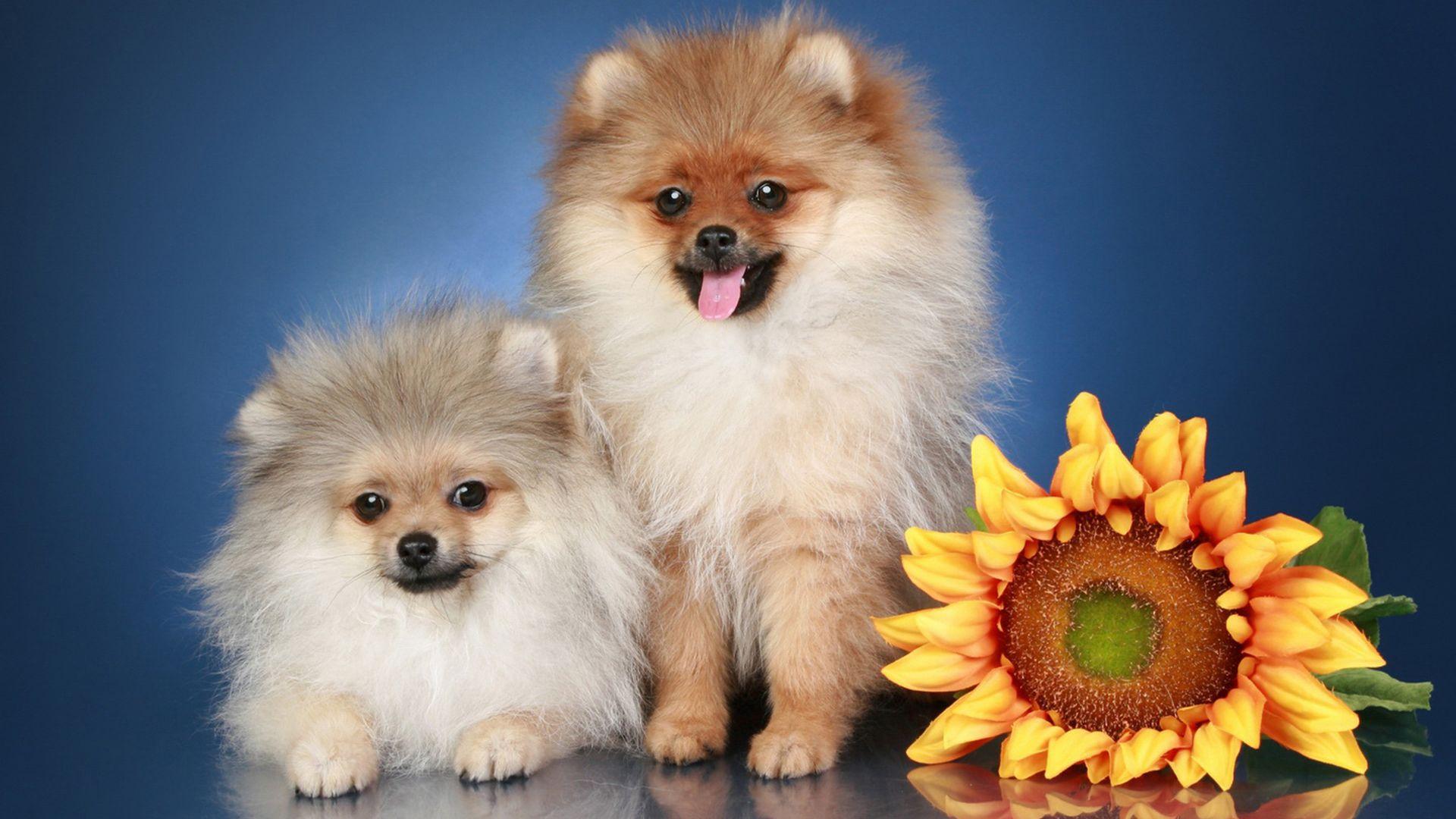 什么狗最护主但不禁养