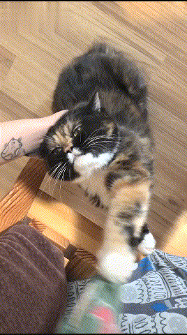 三花猫的优点和缺点(三花猫有什么特点好处)