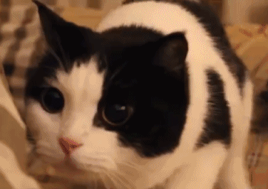 十大有名的中华田园猫（中华田园猫有几种）