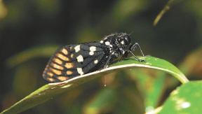 2022年中国大熊猫数量（中国现有多少只大熊猫）