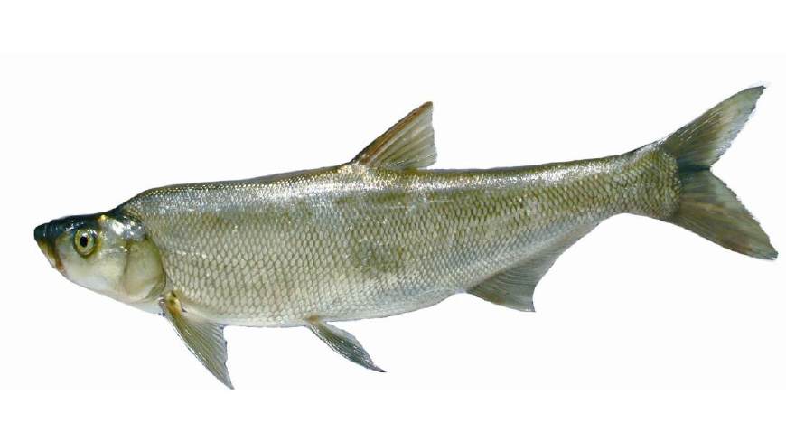 淡水鱼大全图片和名称常见（详解：河里常见的鱼有哪几种）