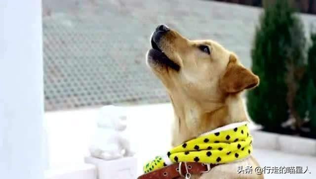 分开多久狗狗最想主人（狗养多久才对人有感情）