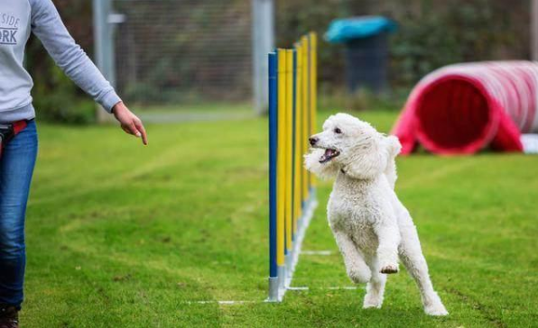 为何养巨型贵宾犬的人这么少（附：巨贵犬图）