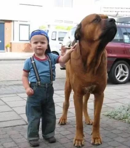 十大常见巨型犬排行（巨型犬品种大全）