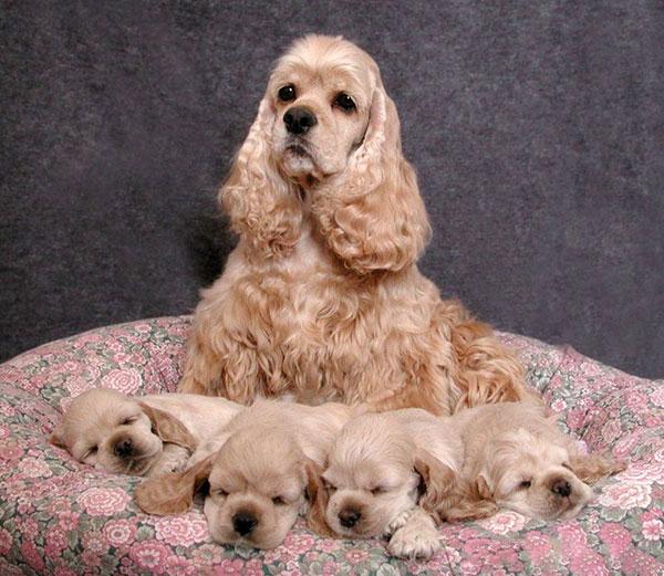 美卡犬图片及成年身高体重（美卡犬目前市场价格）