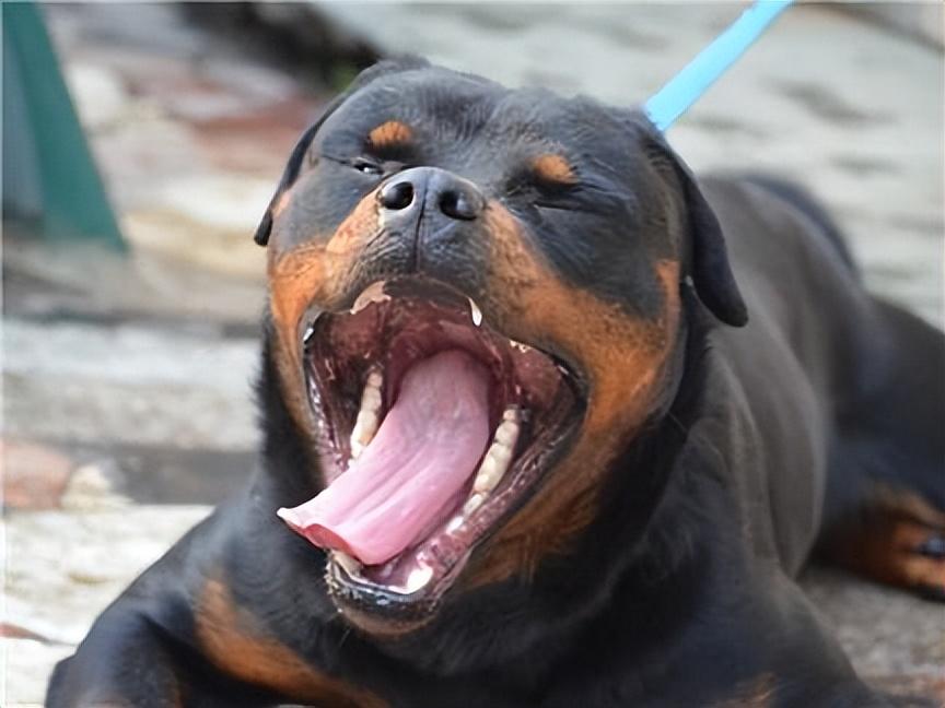 罗威纳犬难养吗（建议不养罗威纳犬的6种原因）