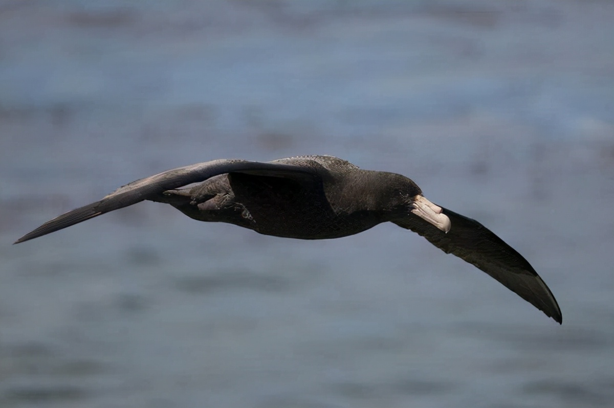 史上10种最恐怖的鸟