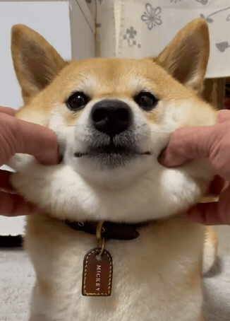 柴犬图片（附：柴犬贵离不开这几个原因）