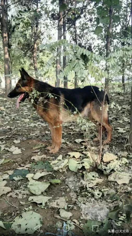 狗死后真的还会在家吗（狗狗离世后会回来找主人吗）