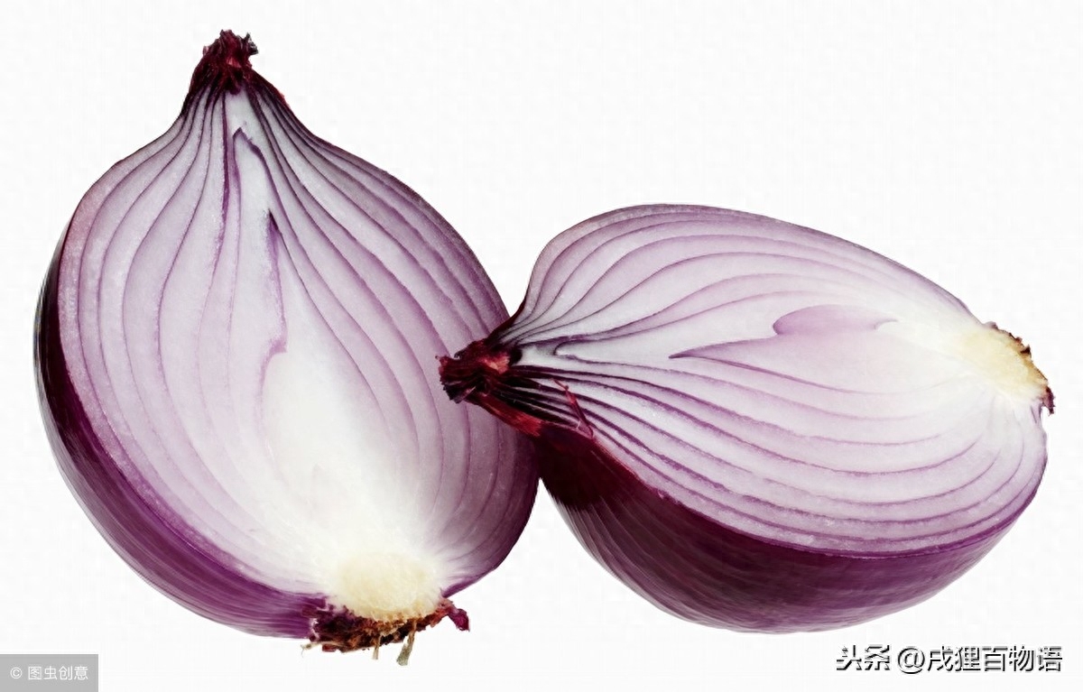 狗吃巧克力一定会死吗（附：常见的食物却是狗狗的致命物【含巧克力】）