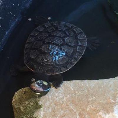 龟腐皮用什么药好得快（乌龟治腐皮病最简单的方法）