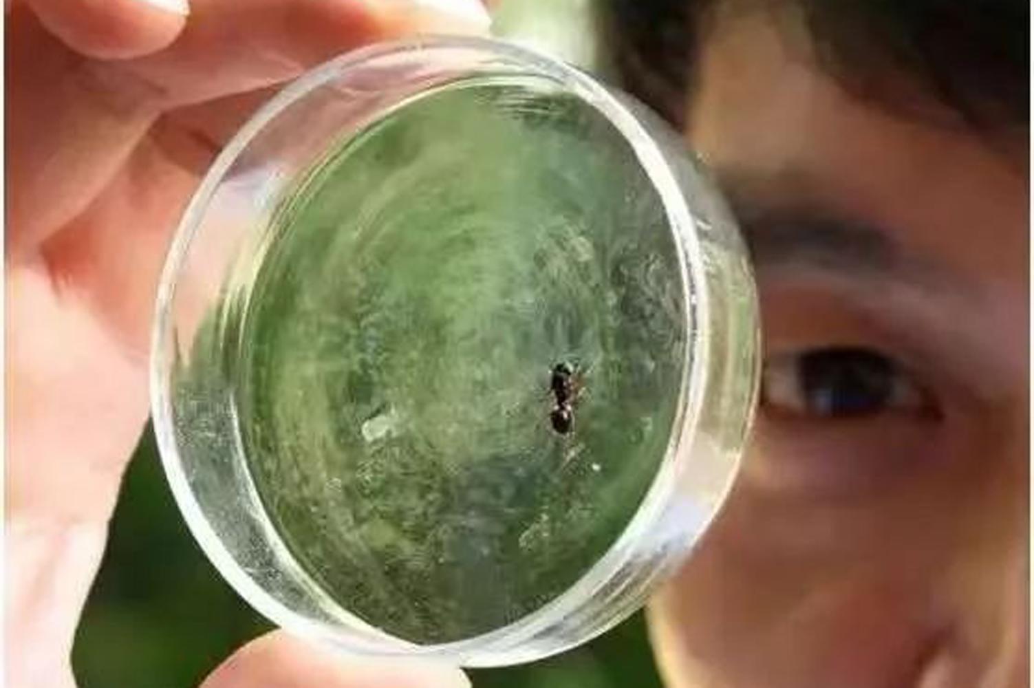 蜘蛛繁殖方式是胎生还是卵生的呢图片（有些蜘蛛是胎生的哺乳动物）