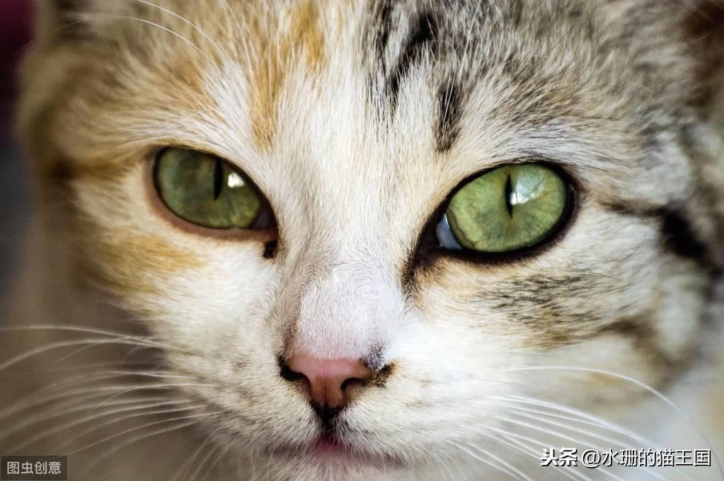 两个月小猫眼屎多是什么原因造成呢（猫咪眼睛有脓性分泌物）