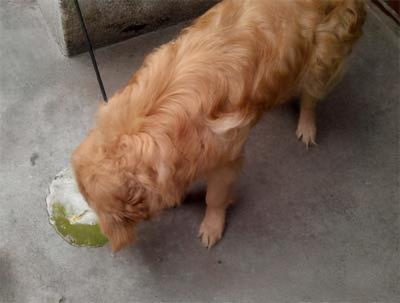 狗狗早上没吃饭吐黄水,狗狗呕吐物的颜色不同