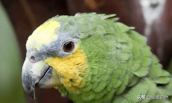 亚马逊鹦鹉的性格如何