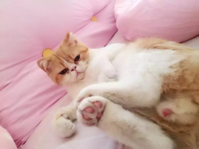 公猫发情时间(公猫一年发几次情啊)