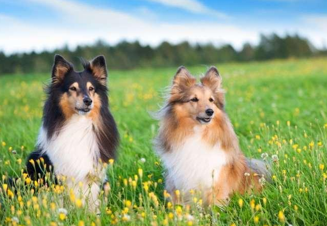 喜乐蒂为什么养的人少了（盘点不养喜乐蒂的5个理由）