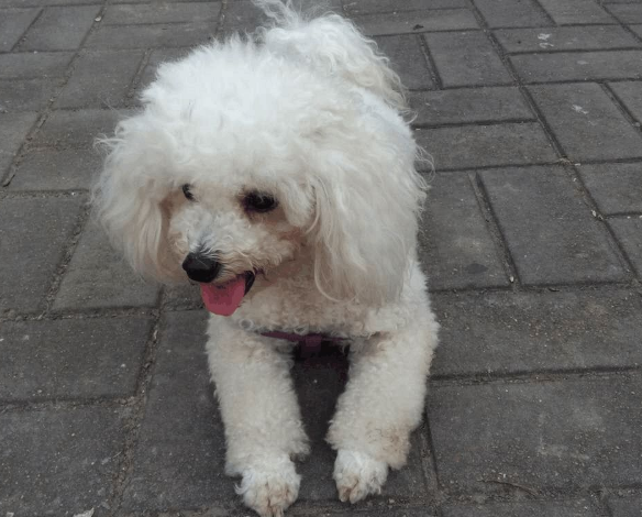 比熊多大就不闹腾了呢（比熊剃毛后一个月图片有吗）