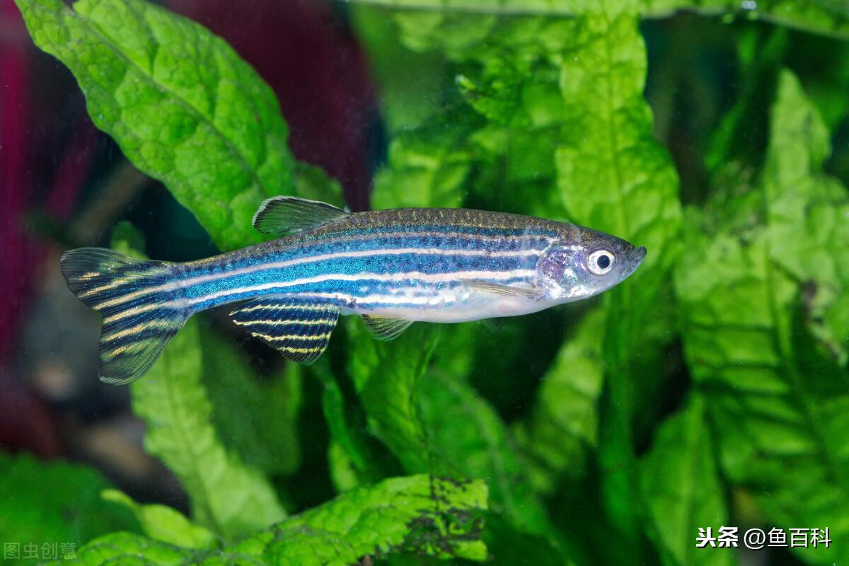 养斑马鱼水温多少度合适（了解斑马鱼饲养步骤大全）
