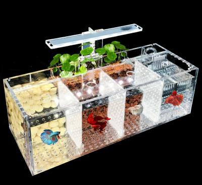 斗鱼鱼吧是什么意思（详解：中国斗鱼怎么养）