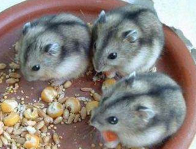 盘点新手养脾气最好的仓鼠有哪几种（详解：5种仓鼠的特点）