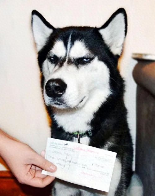 “雪橇三傻”到底谁最“傻”（附：世界三大傻狗）