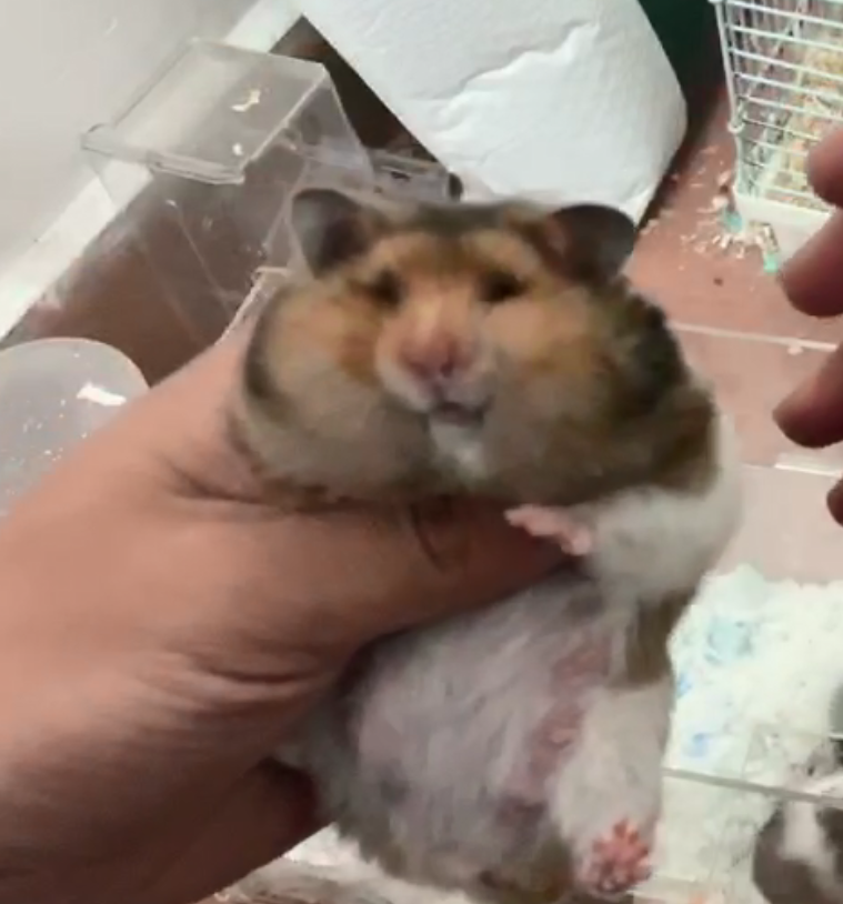 养仓鼠是否会染上新型冠状病毒（家养仓鼠不会自带新冠病毒）