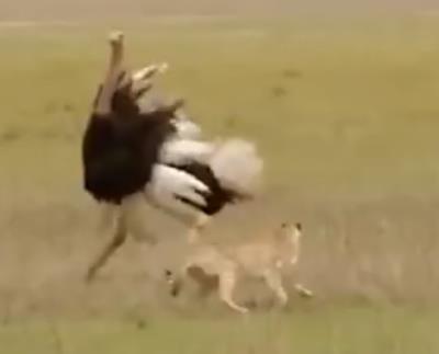 鸵鸟政策是什么政策（扯淡的鸵鸟政策）