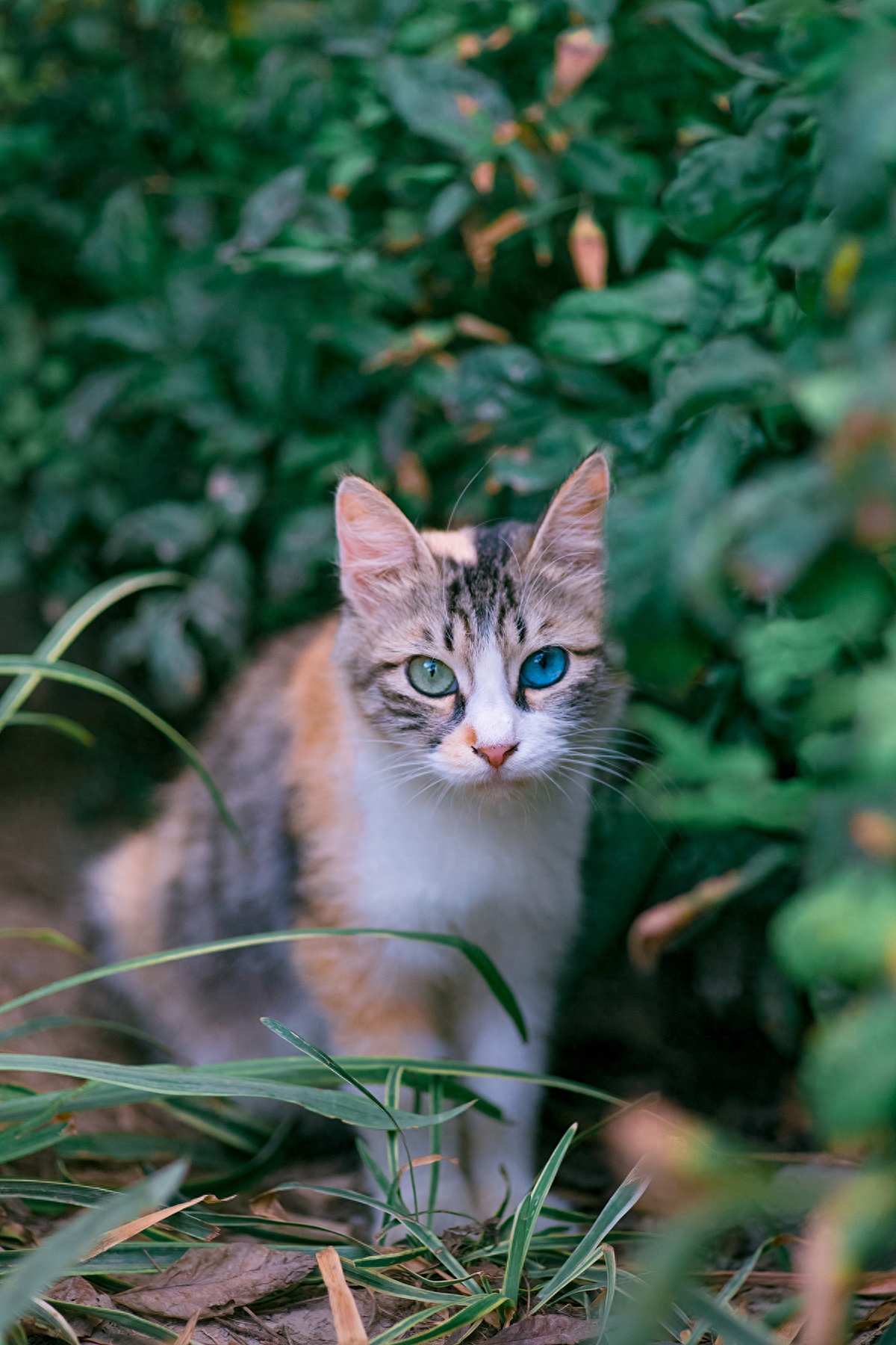 蓝绿异瞳三花猫，5年来第一次拍到，美呆了！