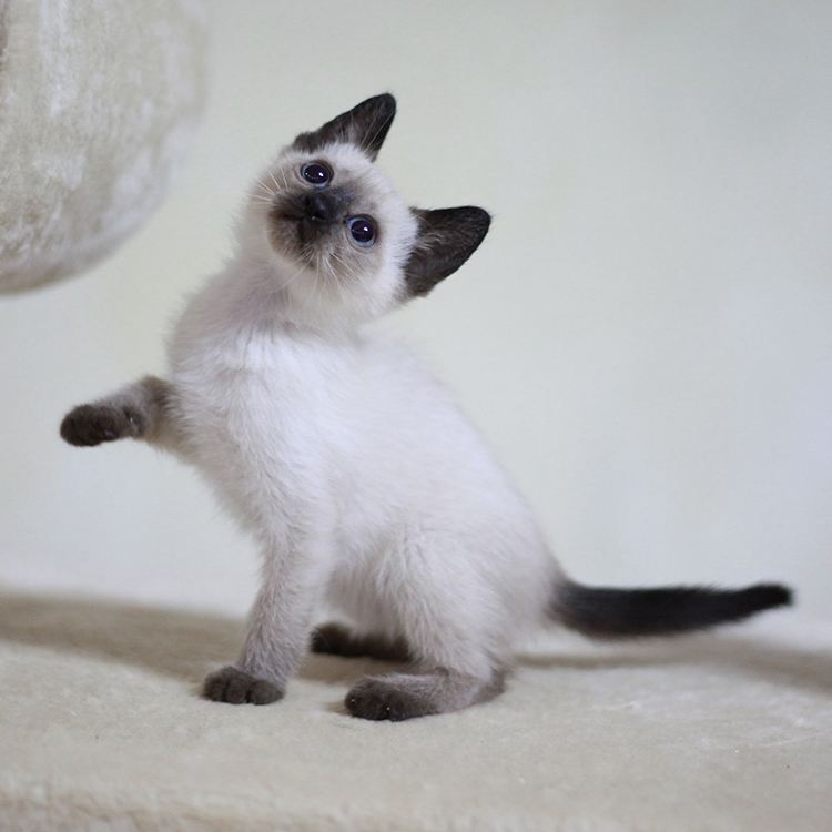 纯白色暹罗猫多少钱一只（详解：暹罗猫的价格一般多少钱）