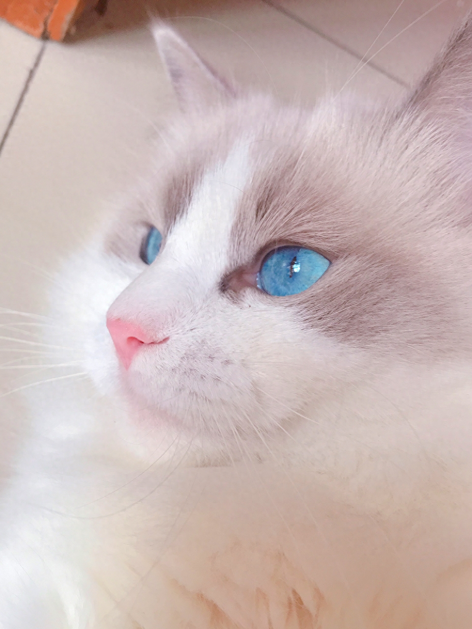 长毛猫拉屎屁股总粘毛怎么办