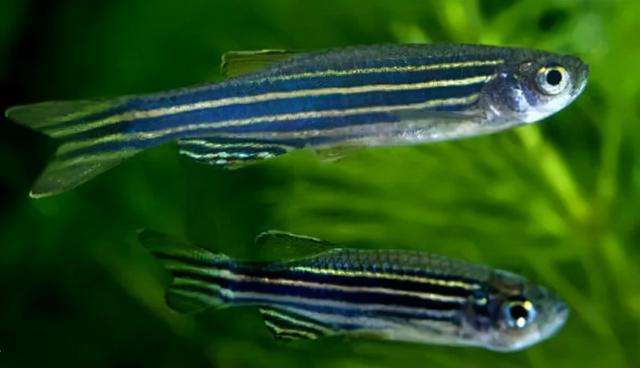 草缸十大首选鱼，总有一类适合你