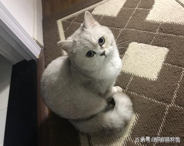 宠物长毛蓝猫多少钱一只啊（蓝猫短毛贵还是长毛贵含价格表）