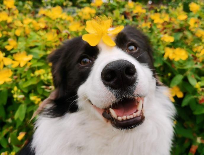 狗名字大全超拽霸气招财（叫得比较顺口狗的名字）