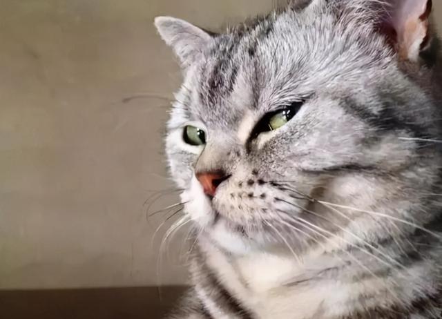 猫一个人在家会抑郁吗(猫一个人在家会无聊吗)