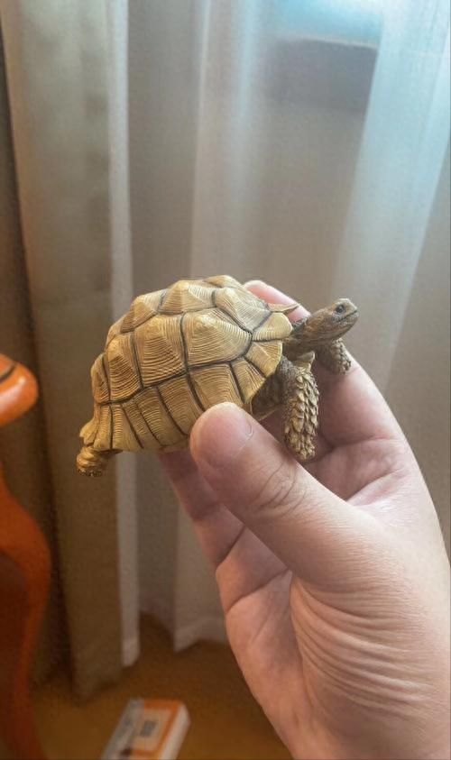 苏卡达陆龟图（12年男子捡到“乌龟”，养了7年发现不对劲）