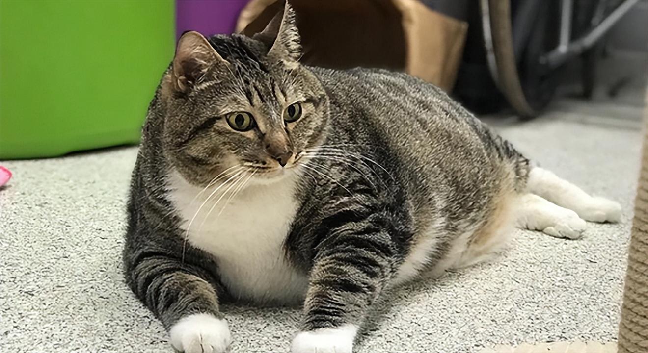 猫咪近亲繁殖会怎样呢（兄妹猫会自然配对吗）