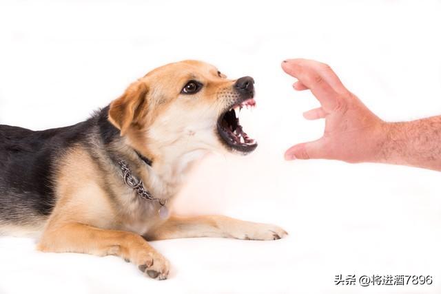 烈性犬是怎么分类的（烈性犬品种大全）