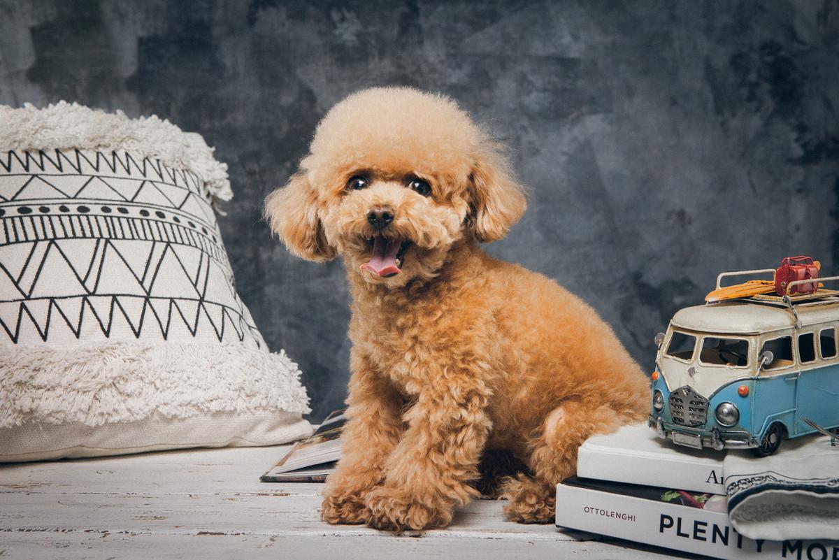 小型宠物狗的种类（附：不要错过这6种特忠诚的小型犬哦）