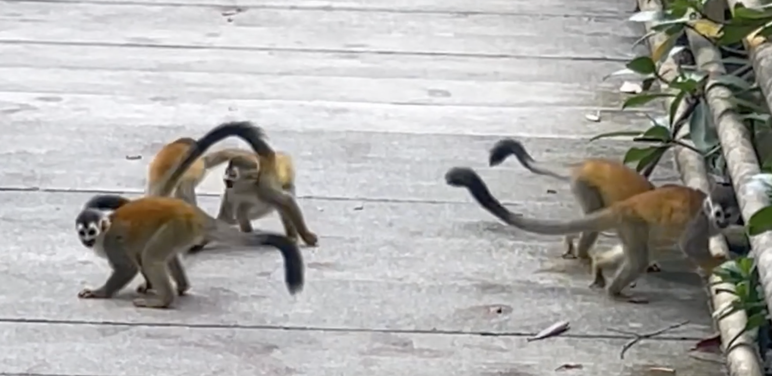 松鼠猴可以私人饲养吗（分享松鼠猴们的生活习性）