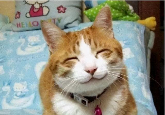 猫的寓意和象征(猫的寓意和象征意义是什么)