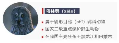 鸟的种类大全及名字拼音(这些动物的名字)