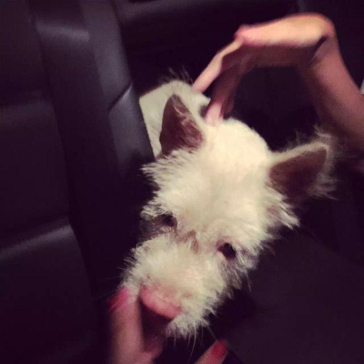 下司犬的优点和缺点有哪些（下司犬图片纯种）