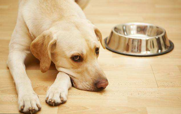 狗狗正常老死症状及临终前的迹象（狗狗寿命快到了的症状）