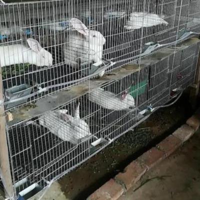 兔子可以活几年（兔子一年六七窝）