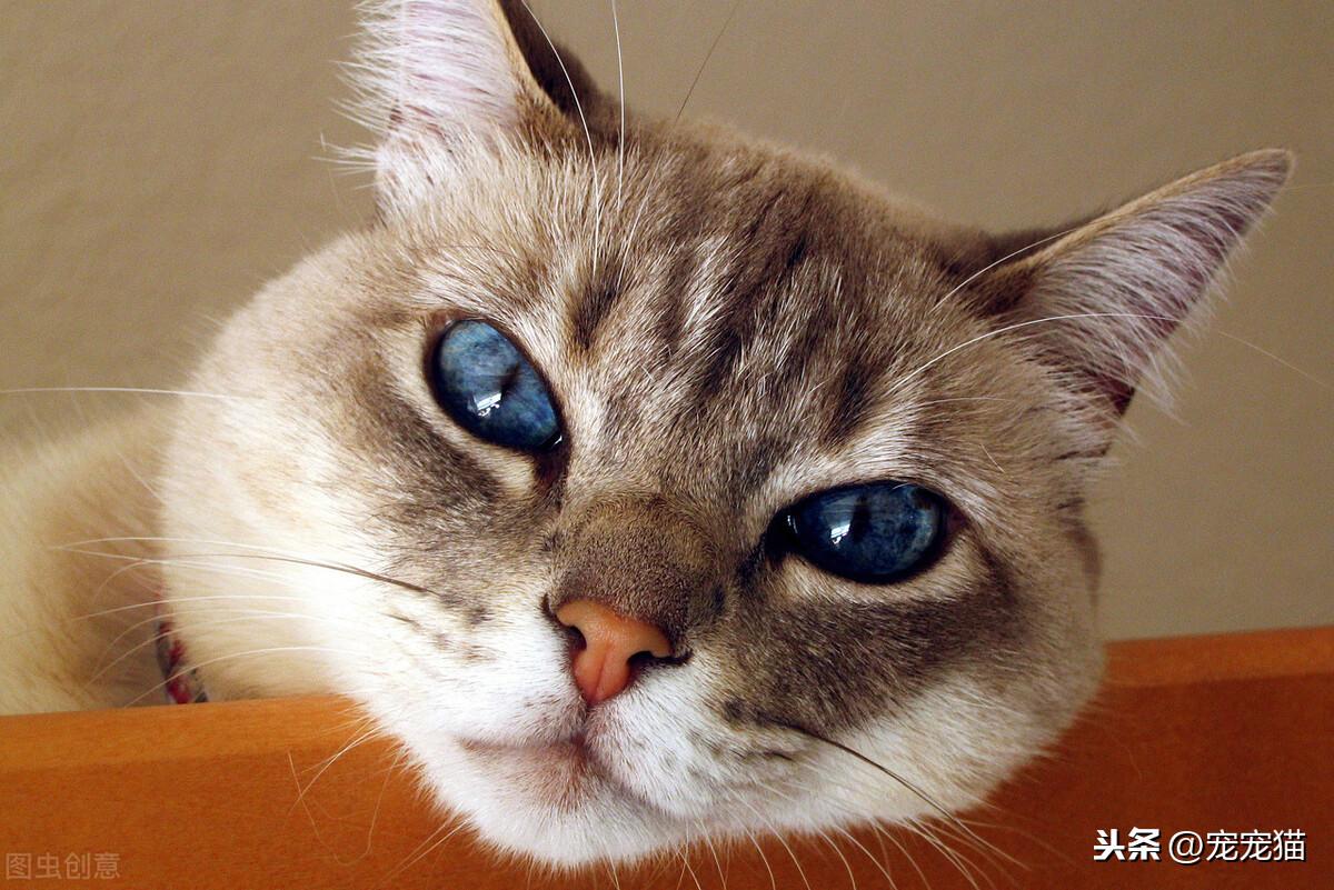 为什么不能和猫对视7秒以上呢（和猫科动物对视后会有什么后果）