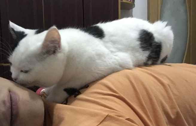 猫突然主动爬你身上踩奶咕噜叫