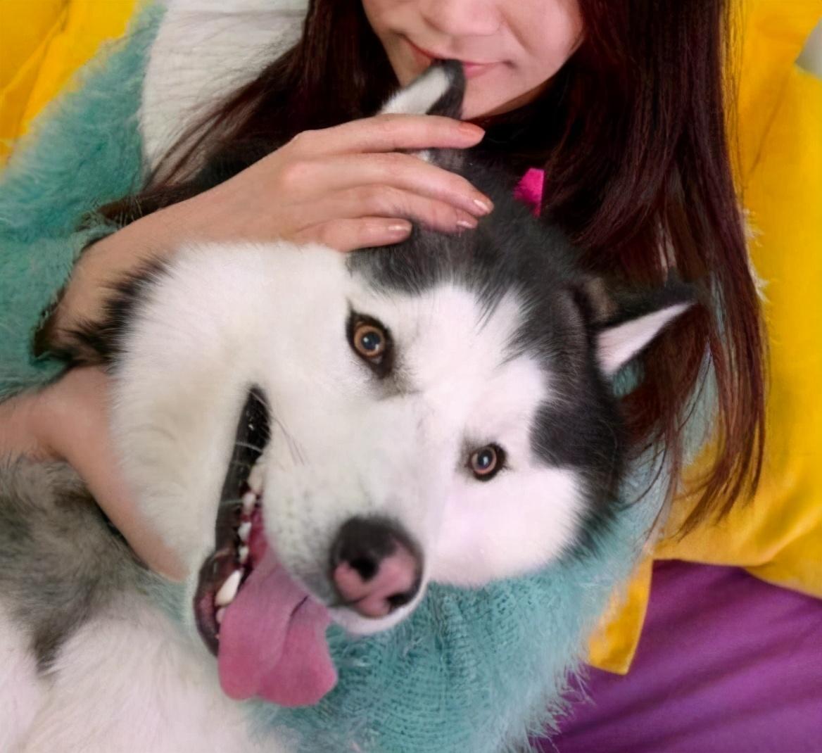 哈士奇对主人有感情吗（哈士奇怎么训练听话的方法大全）