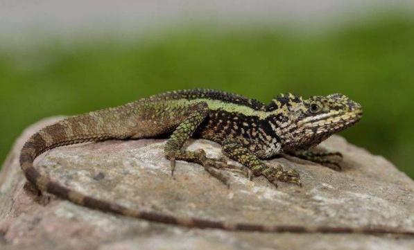 耐养便宜冷门小宠物（适合小学生党便宜好养的小型宠物）