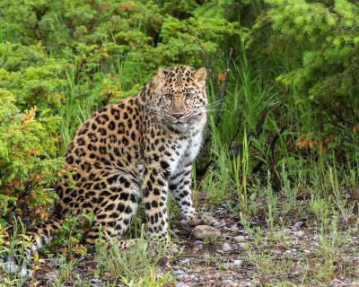 100种稀有的可爱动物（世界上最稀少的五种动物）